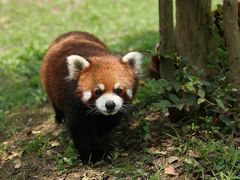 -常州淹城野生动物世界