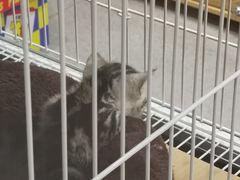 -BABIT巴比特宠物(MOMOPARK店)