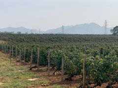 -北京张裕爱斐堡酒庄