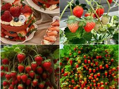 -山与蓝·轻糖鲜果蛋糕(勒泰店)