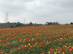 -紫颐香薰山谷景区