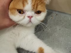 -飞行喵MR PILOT|猫舍·猫咖(静安大融城店)