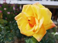 -人民公园(罗湖区)