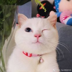 -花师傅