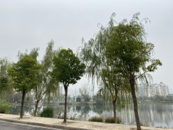 点击看大图 -YESIDO椰岛造型