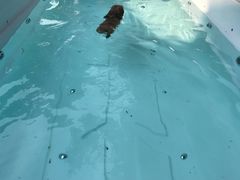 -翊宠yipet猫狗购宠庄园犬舍•猫舍