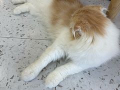 -喵园·猫主题咖啡厅·撸猫·猫咖(国贸店)