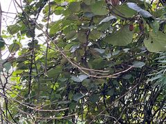 -武陵山森林公园