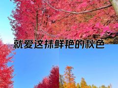 -南京枫彩漫城