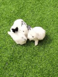 -萌宠亲子动物乐园(槐房万达店)