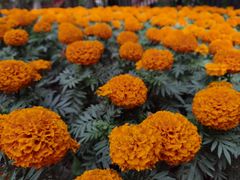 -成寿寺(地铁站)