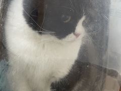 -宠颐生宠物医院·心肾内科·猫专科诊疗中心宠巢店