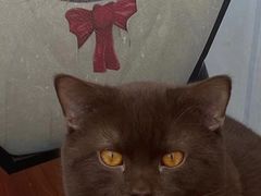 -猫小院猫主题咖啡厅(北锣店)