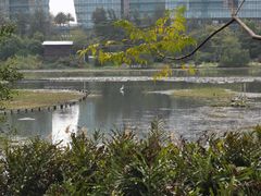 -华侨城湿地公园