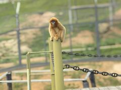 -西霞口神雕山野生动物世界
