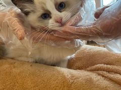 -猫猫幼稚园·撸猫·桌游·电玩