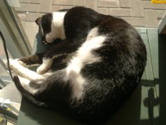 -平行世界·猫咖(首经贸店)