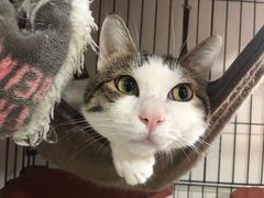 -爱诺耐芙动物医院(万博店)