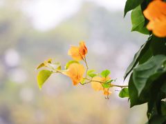 -杭州植物园