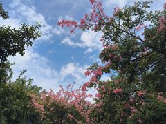 -曼听御花园