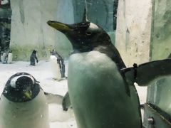 -大连圣亚海洋世界