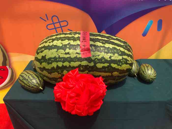 老宋瓜王采摘园-"去的不是时候,没什么可看的,买个瓜吃贵不.