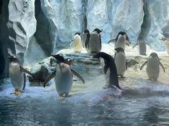 -帝企鹅自助餐厅•儿童岛•真企鹅(长隆企鹅酒店)