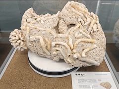 -天津古林古海岸遗迹博物馆