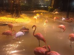 -白虎自助餐厅·真老虎·景观自助餐厅(广州长隆酒店)