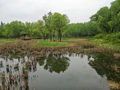 -东郊湿地公园