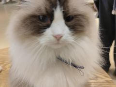 -藏猫猫咖啡主题馆(中央大道店)