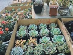 -曲阳花鸟市场(曲阳路店)