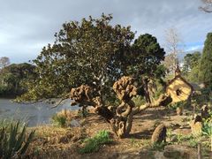 -墨尔本皇家植物园