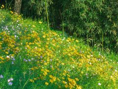 -西湖风景区-江洋畈生态公园