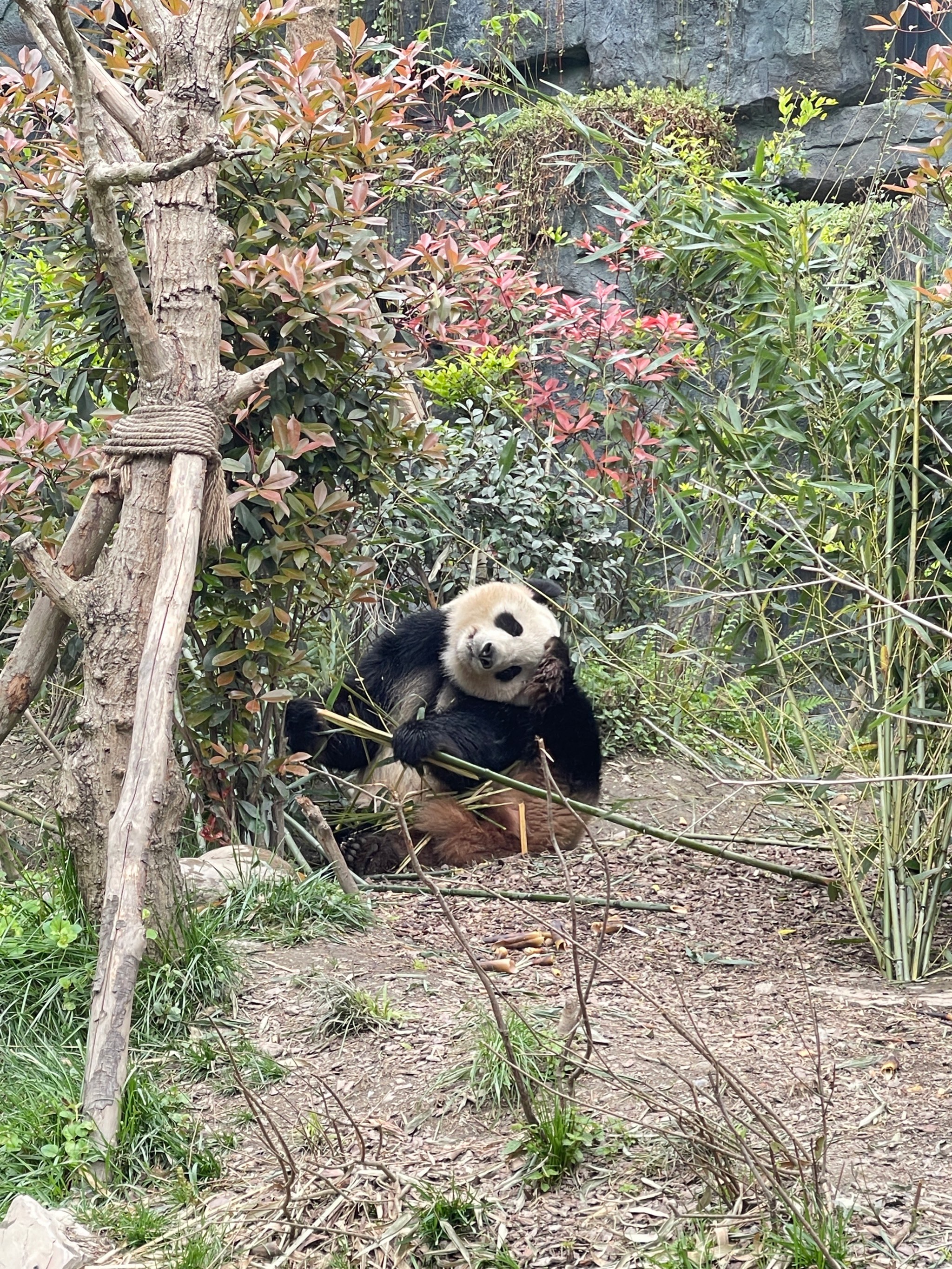 大熊猫都都图片