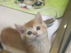 -糯米喵星人总部直营旗舰店·猫舍·幼猫出售