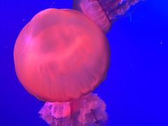 -太平洋海底世界