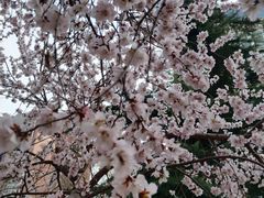 -桃花堤公园