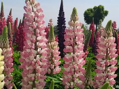 -径山花海