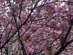 -高东镇樱花园
