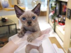 -momokira米努特·德文卷毛猫·棉花面纱犬