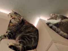 -猫儿山۰猫主题餐厅