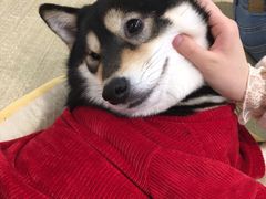 -逗柴咖啡屋·狗咖猫咖宠物桌游