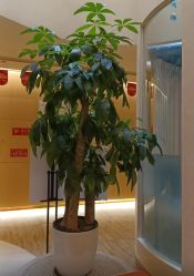 -爱弥儿月子中心(省医院店)