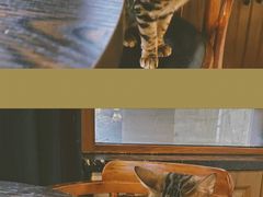 -蓝鲸·缅因猫舍