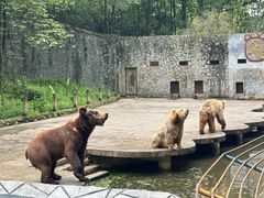 -贵州森林野生动物园