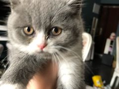 -喵zoo家庭繁育猫舍(尖东智能花园店)