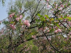 -上海共青森林公园