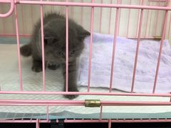 -瑞鹏宠物医院·骨科·猫科·内科(第一中心)