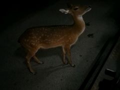 -清迈夜间动物园